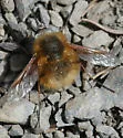Bombylius aurifer