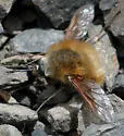 Bombylius aurifer - photo 2