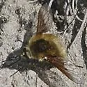 Bombylius aurifer - photo 3