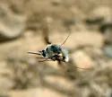 Bombylius breviabdominalis - photo 2