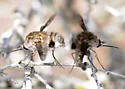 Bombylius breviabdominalis - photo 4