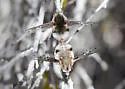 Bombylius breviabdominalis - photo 5