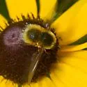 Bombylius comanche
