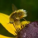 Bombylius comanche - photo 2