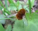 Bombylius comanche - photo 3