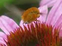 Bombylius comanche - photo 4