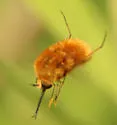 Bombylius comanche - photo 5