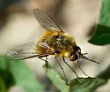 Bombylius coquilletti