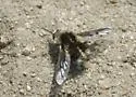 Bombylius curtirhynchus