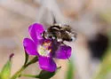 Bombylius curtirhynchus - photo 2