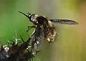 Bombylius curtirhynchus - photo 4