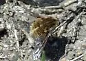 Bombylius diegoensis