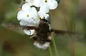 Bombylius diegoensis - photo 2