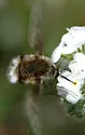 Bombylius diegoensis - photo 3