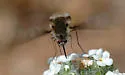 Bombylius diegoensis - photo 4