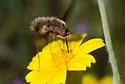 Bombylius diegoensis - photo 5