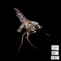 Bombylius fraudulentus