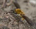 Bombylius fraudulentus - photo 2