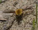 Bombylius fraudulentus - photo 3