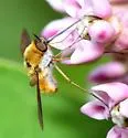 Bombylius fraudulentus - photo 4