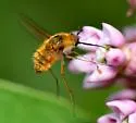 Bombylius fraudulentus - photo 5