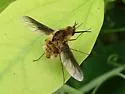 Bombylius fulvibasoides