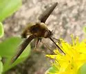 Bombylius fulvibasoides - photo 2