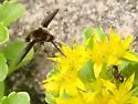 Bombylius fulvibasoides - photo 3