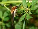 Bombylius fulvibasoides - photo 4