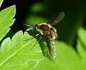Bombylius fulvibasoides - photo 5