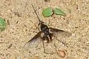 Bombylius helvus - photo 2
