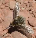 Bombylius heximaculatus