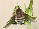 Bombylius (Zephyrectes) incanus