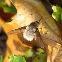 Bombylius (Zephyrectes) incanus - photo 2