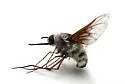Bombylius (Zephyrectes) incanus - photo 3