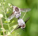 Bombylius (Zephyrectes) incanus - photo 4