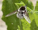 Bombylius (Zephyrectes) incanus - photo 5