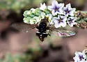 Bombylius iphiculus