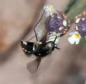 Bombylius iphiculus - photo 3