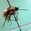 Bombylius lancifer - Bombylius lancifer