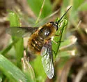 Bombylius mexicanus