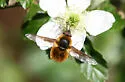 Bombylius mexicanus - photo 2
