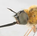 Bombylius mexicanus - photo 3
