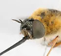 Bombylius mexicanus - photo 4