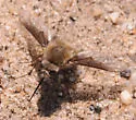 Bombylius mohavensis
