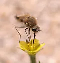 Bombylius mohavensis - photo 3