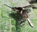 Bombylius pulchellus
