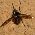 Bombylius pulchellus - photo 2