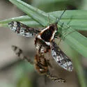 Bombylius pulchellus - photo 3