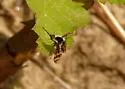 Bombylius pulchellus - photo 4